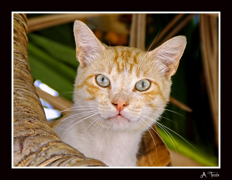 En el arbol