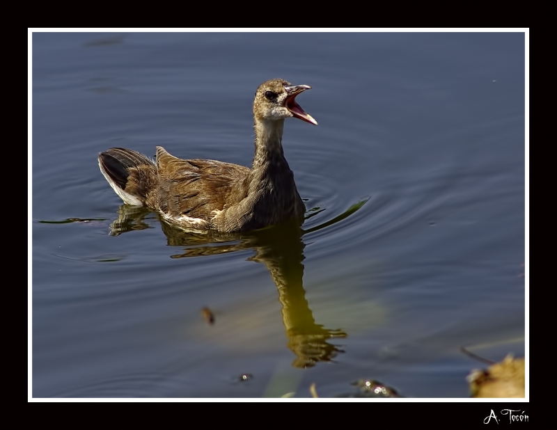 Gallineta joven