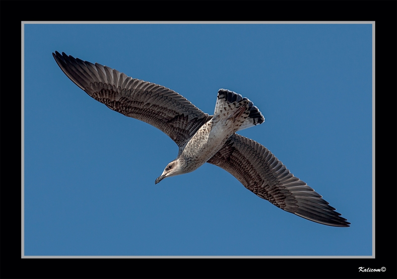 VUELO RASANTE