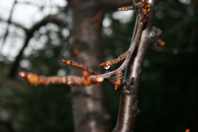 gotas de lluvia 2