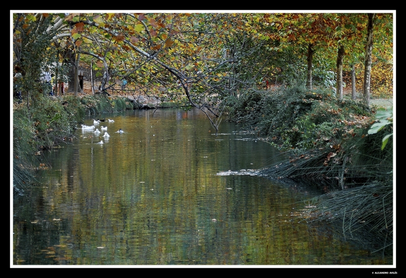 Reflejos