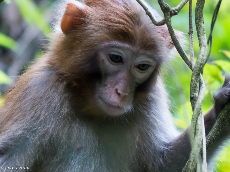 modelo macaco