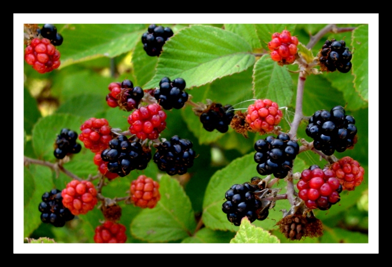 moras