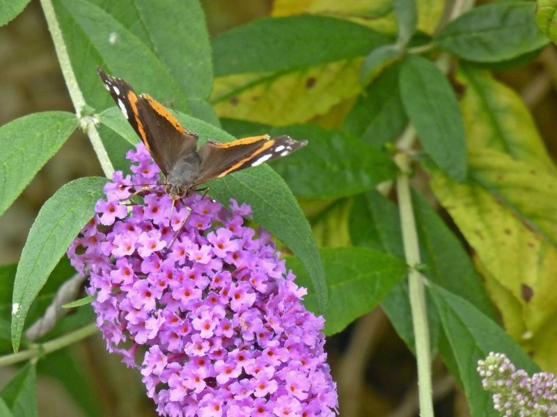 Vanessa atalanta