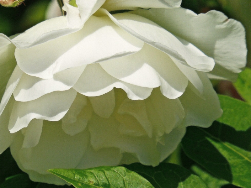 Rosa blanca