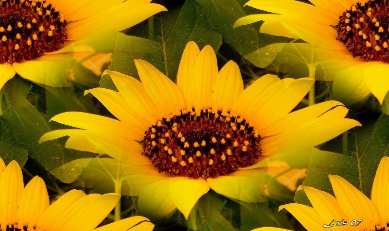 Girasoles