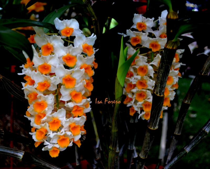 ORQUIDEA  20