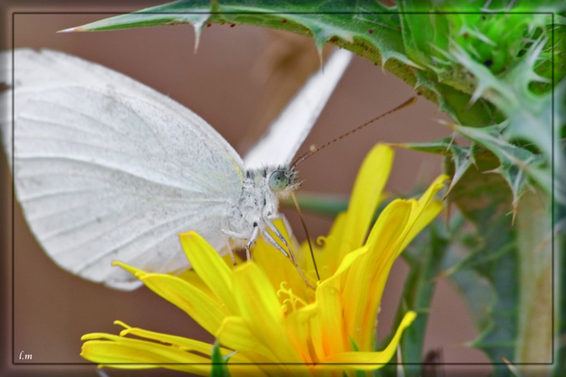 MARIPOSA