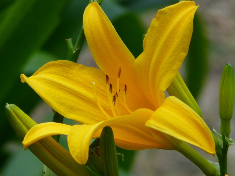 Lilium del jardn.