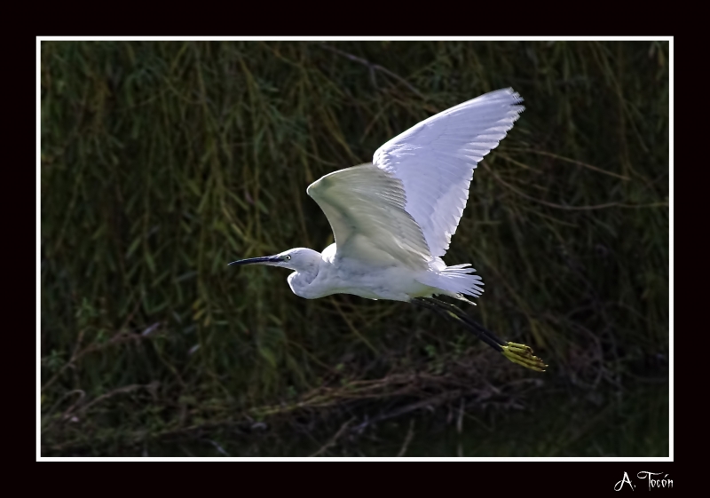 El vuelo de la garza comun