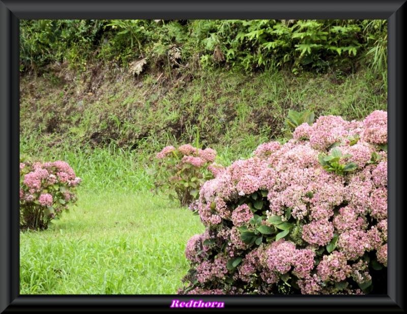 Hortensias a campo abierto