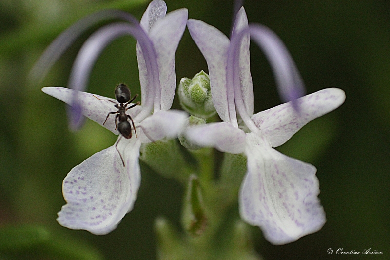 Visita a la flor del romero