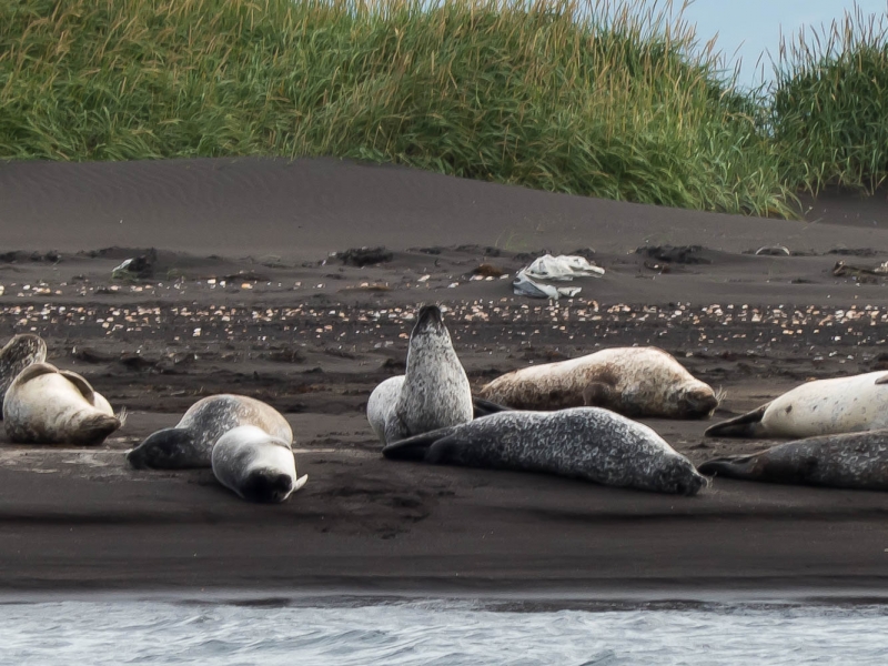 colonia de focas