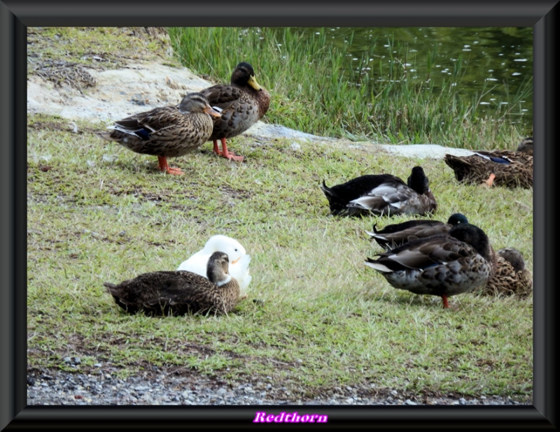 Agrupacin de patos