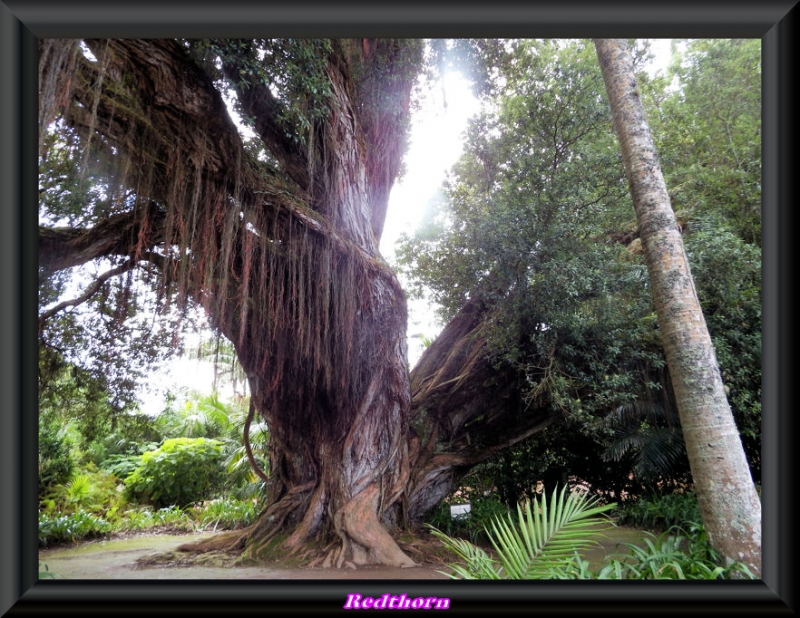 Metrosideros excelsa en el parque Terra nostra