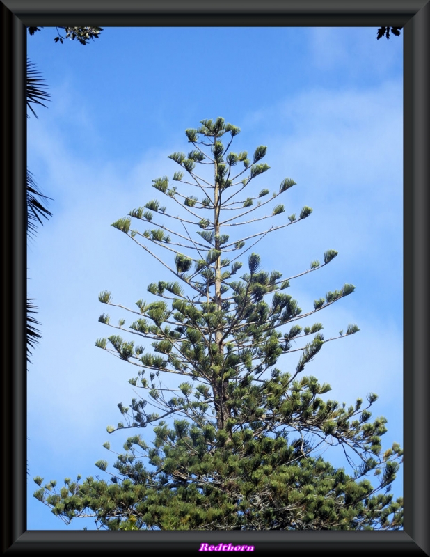 Araucaria gigante