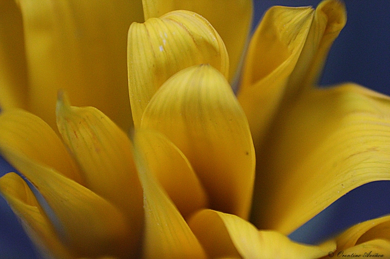 Petalos alborotados