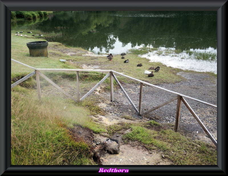 La orilla es para los patos