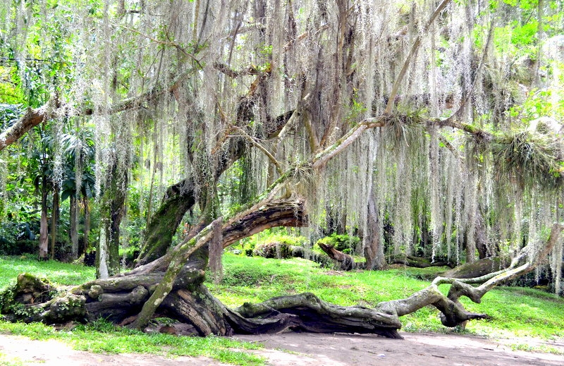 PARQUE GALLINERAL