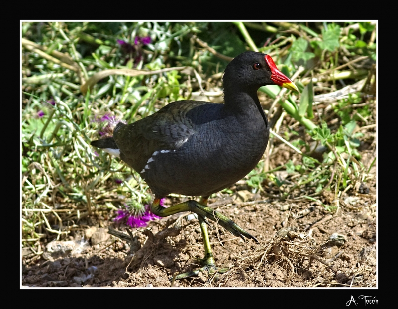Gallineta comun