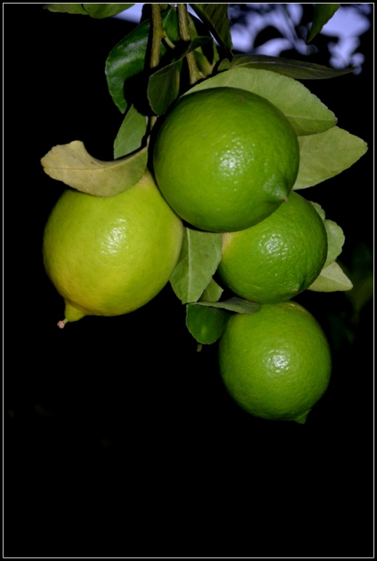 LIMONES