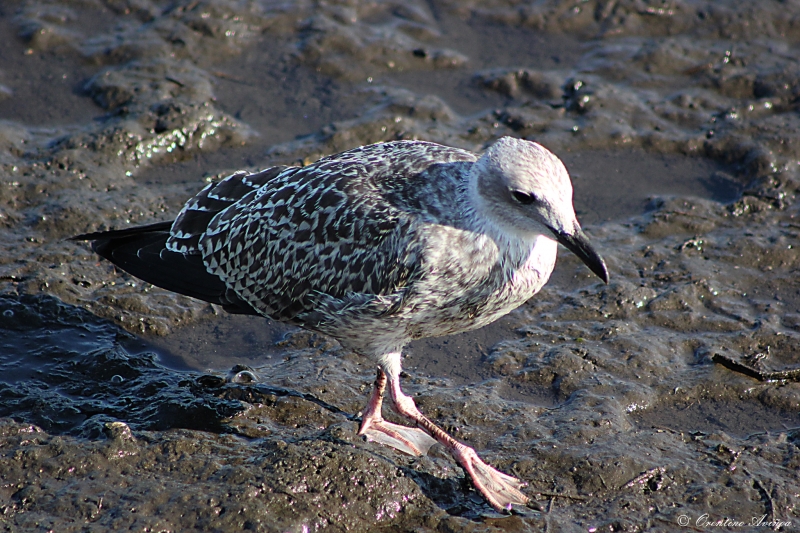 Seagull step