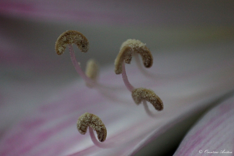 Interior floral