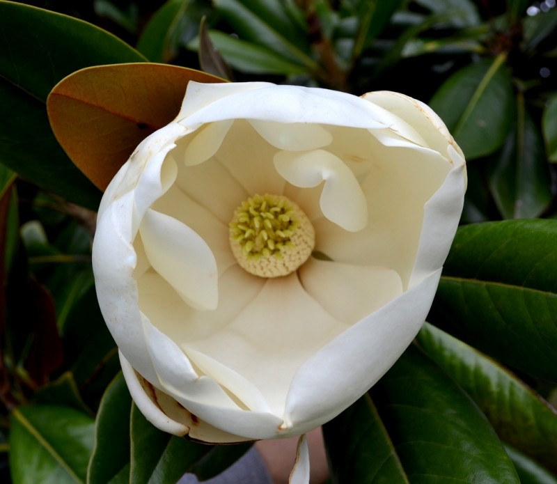 MAGNOLIA