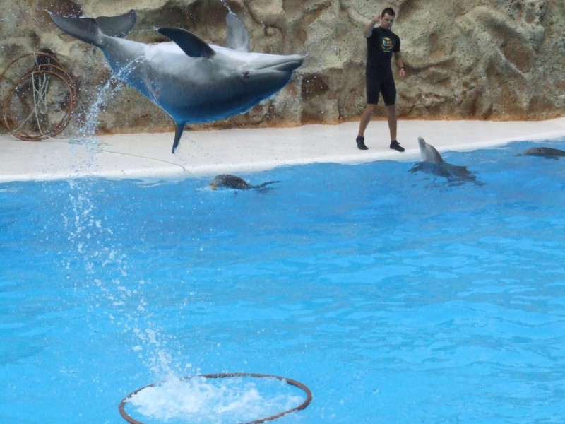 delfin bocariba