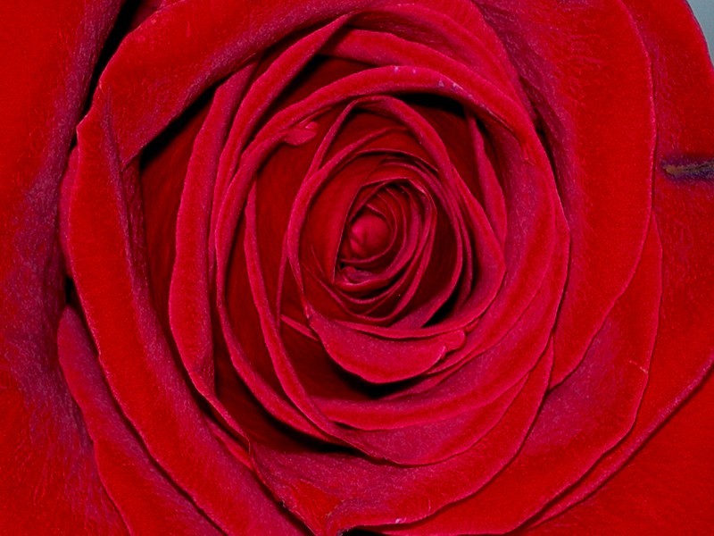 una rosa es una rosa
