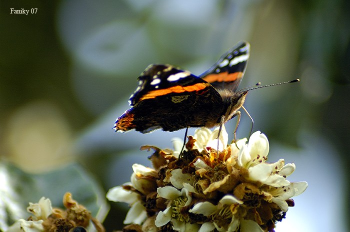 Mariposa al atardecer