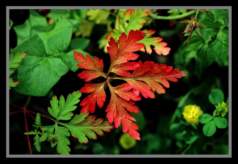 Gama de color