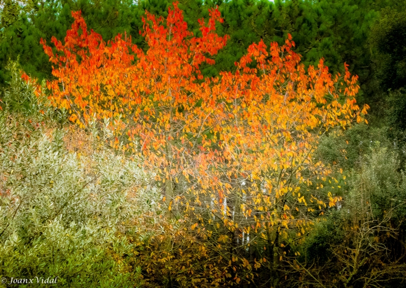 del rojo al gualda