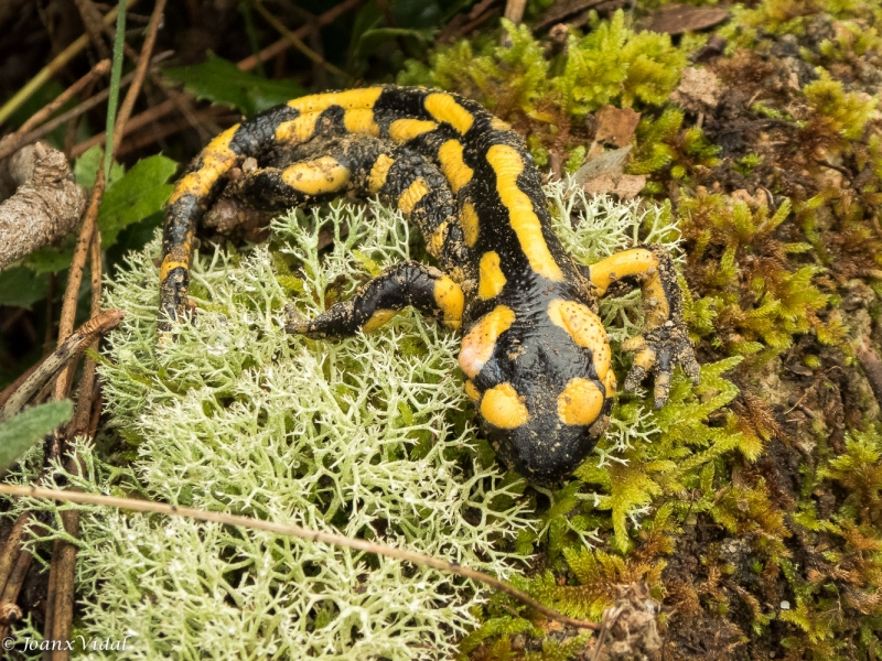 Salamandra