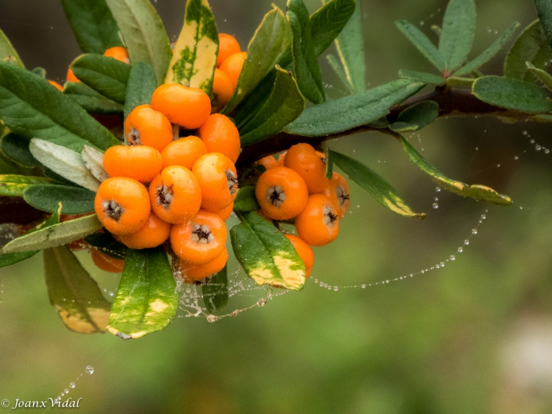 fruits de tardor