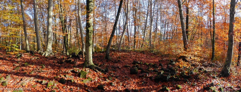 TARDOR A LA FAGEDA