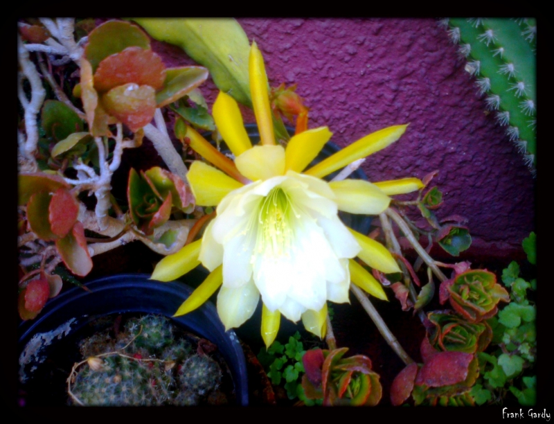 Flor de Cactus Amarilla