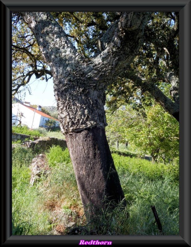 Alcornoque del Alentejo