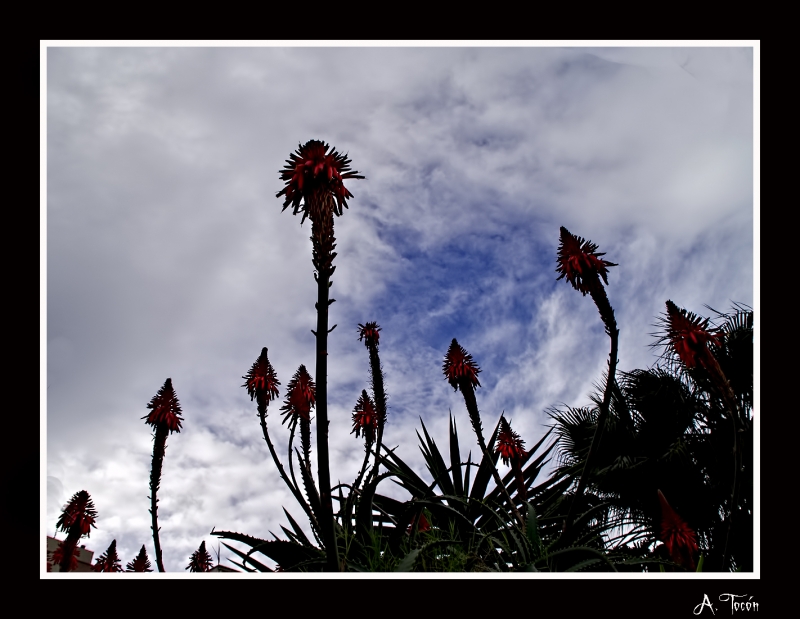 Mirando al cielo