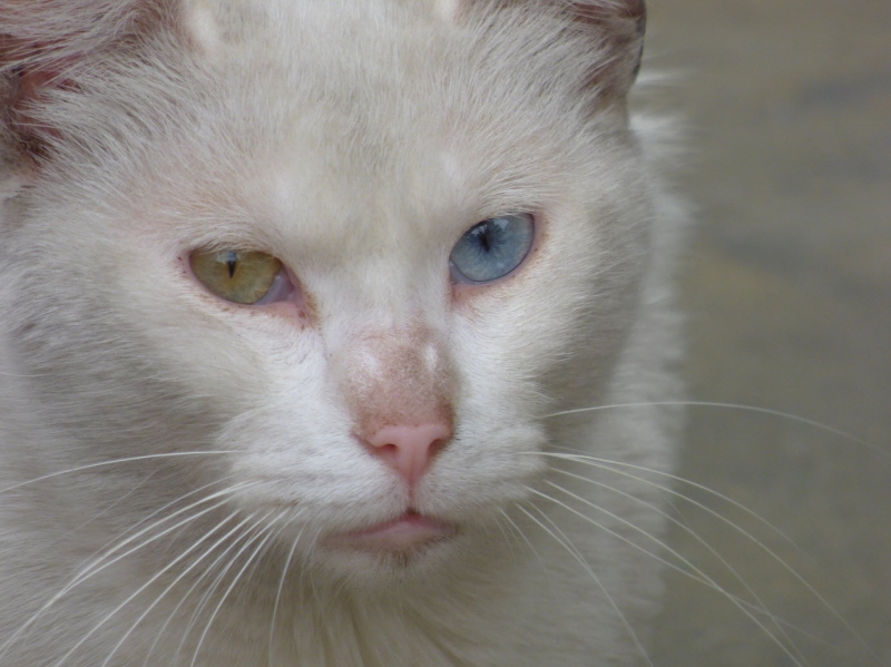 Mirada desconfiada