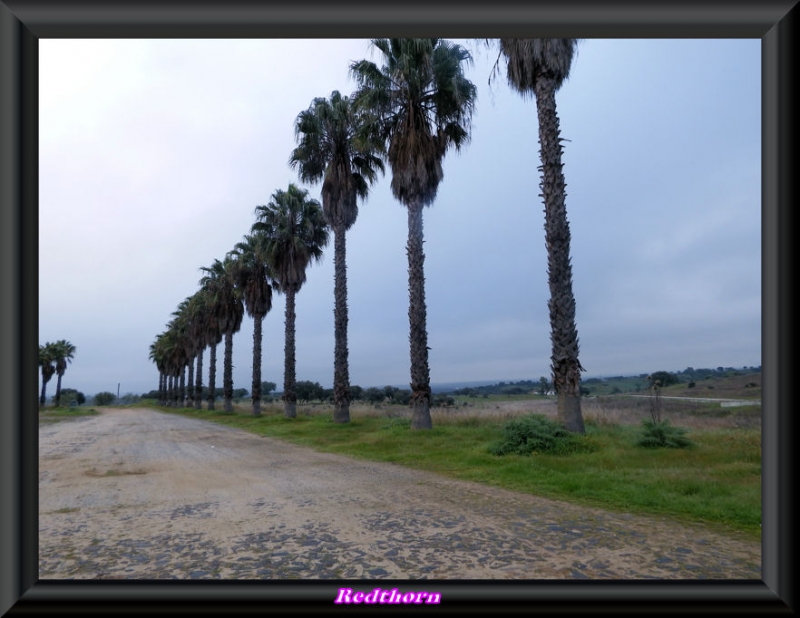 Alineacin junto al convento de Orada