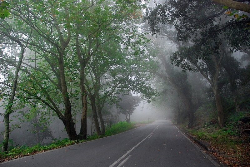 Potente Niebla