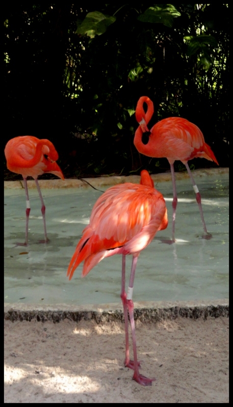 FLAMINGOS