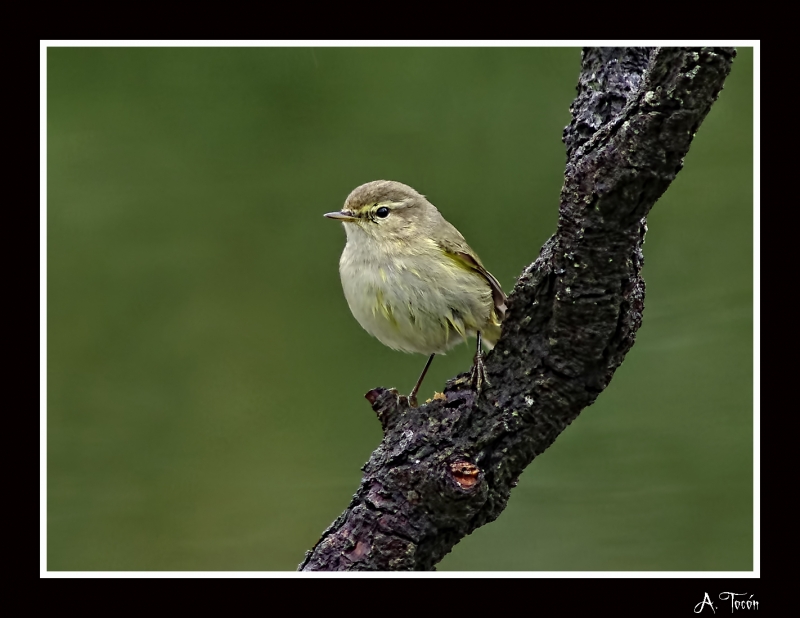 Mosquitero1