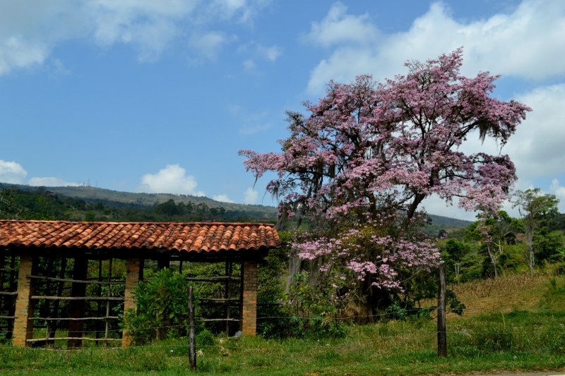 CAMINO A CASA