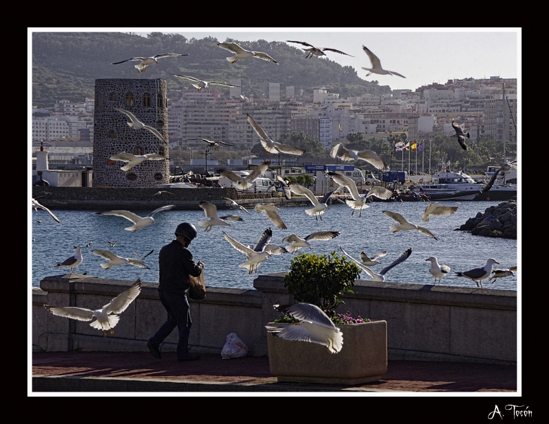 Gaviotas