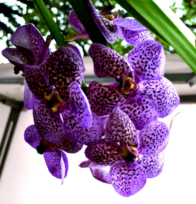 VANDA