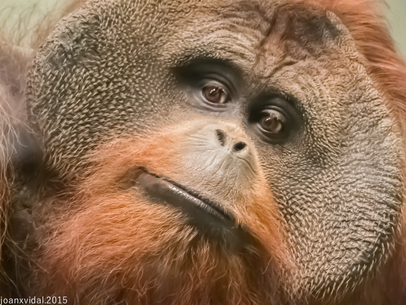 Orangutan de Sumatra