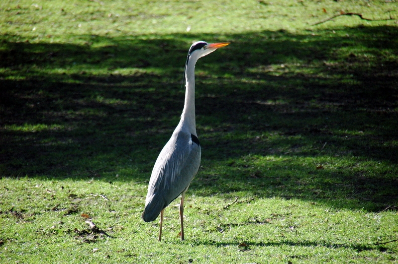 Parque de St. James